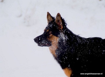 Dabriël-Djingha alert in de sneeuw